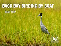 Back Bay Birding by Boat on the Osprey
