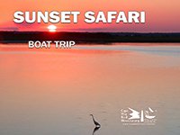 Sunset safari - Birding by Boat